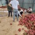 云南火龙果红心火龙果基地直供量大从优欢迎联系