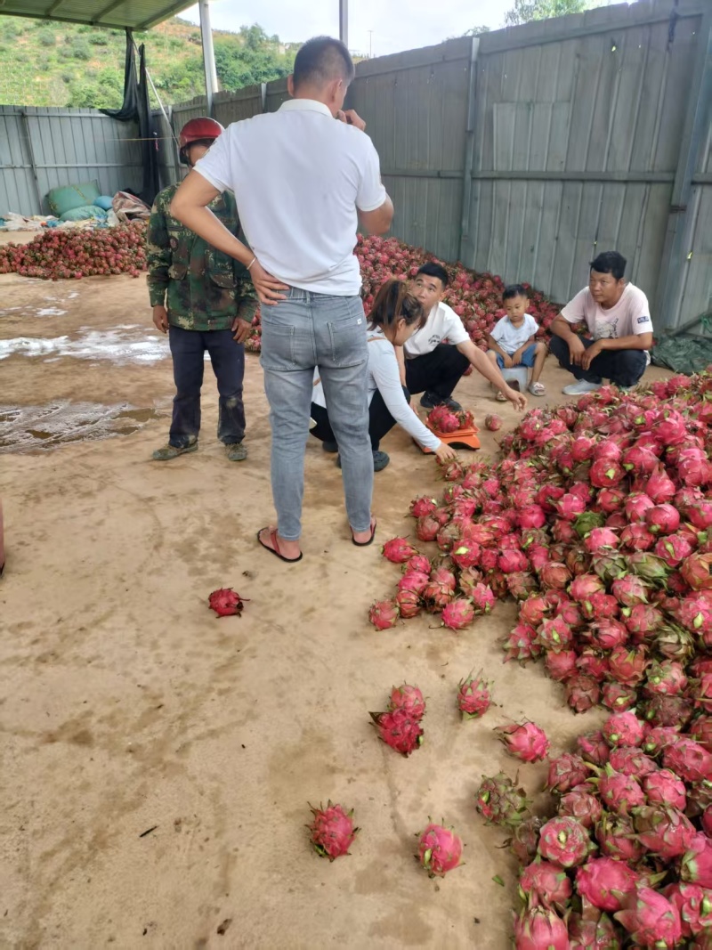 云南火龙果红心火龙果基地直供量大从优欢迎联系