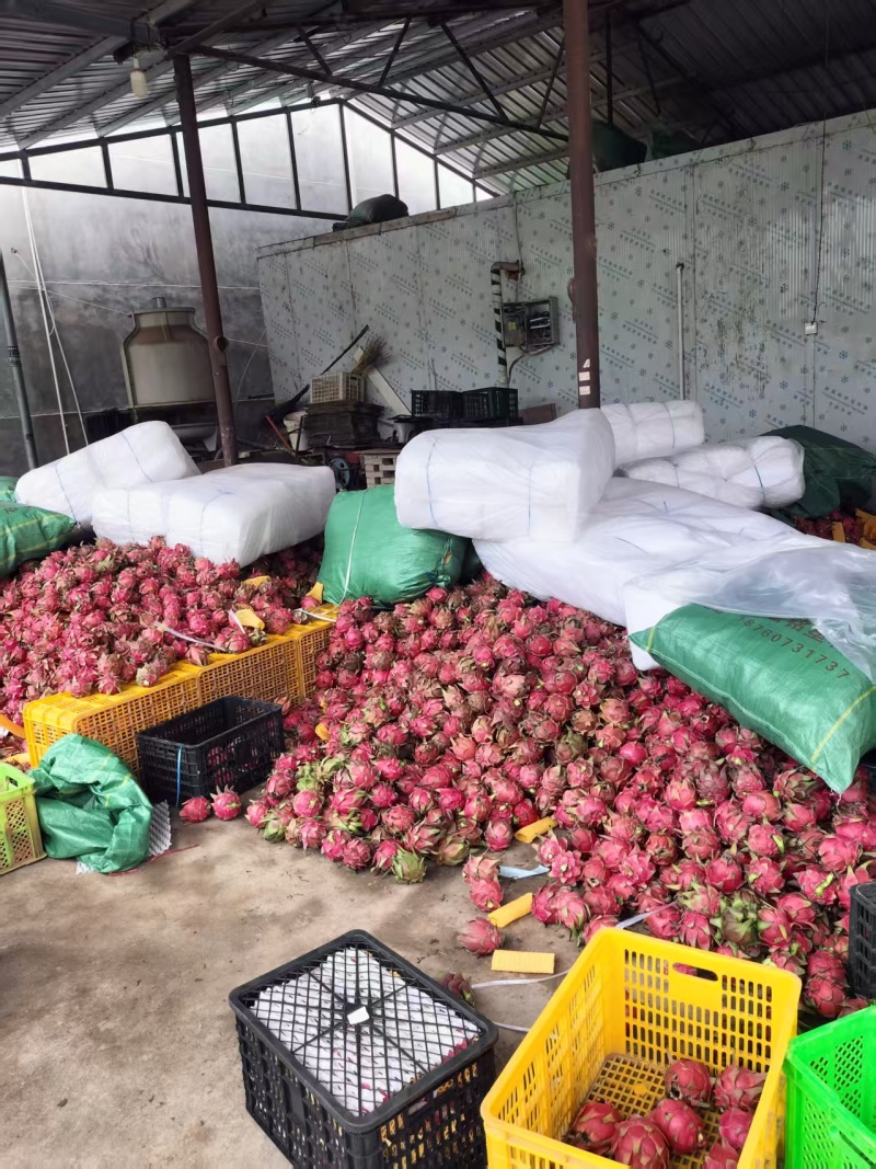 云南火龙果红心火龙果基地直供量大从优欢迎联系