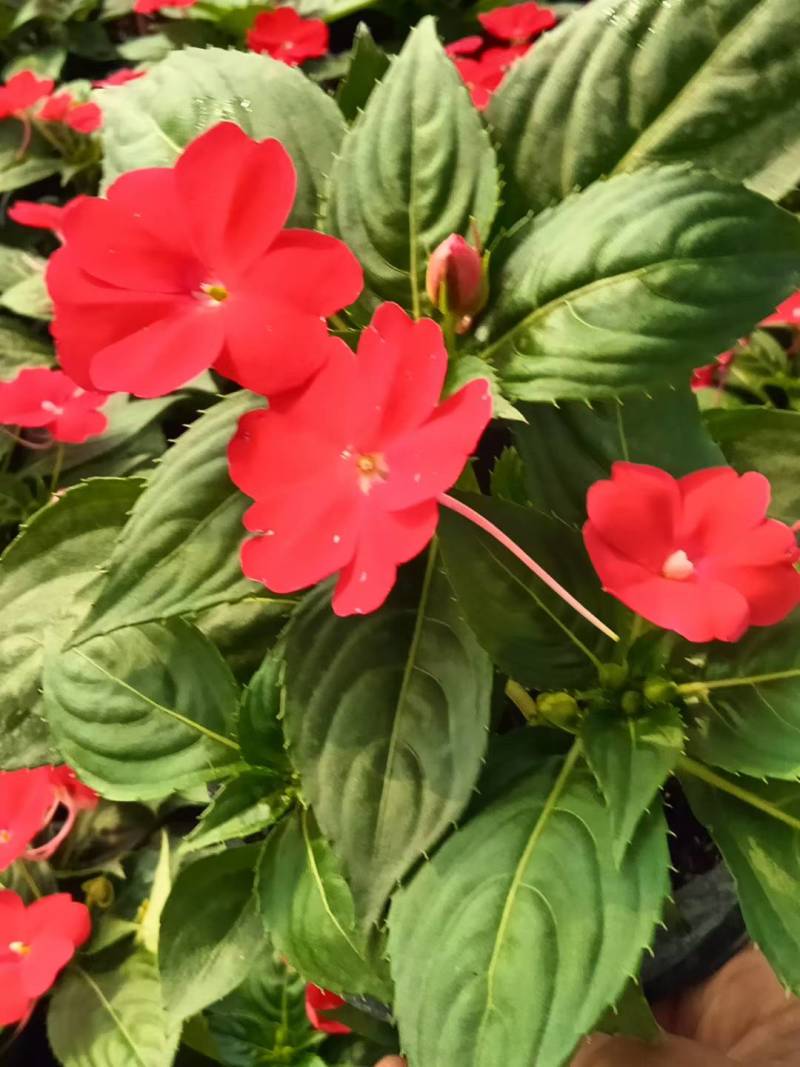 凤仙花，凤仙