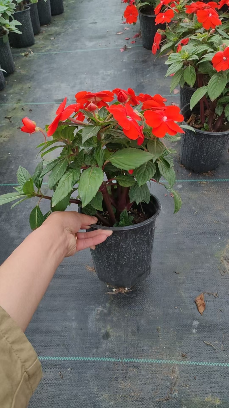 凤仙花，凤仙