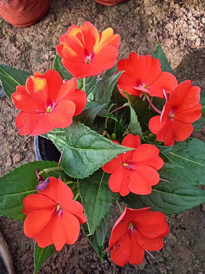 凤仙花，凤仙