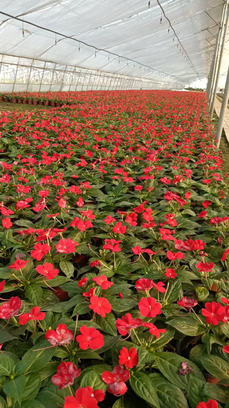 凤仙花，凤仙
