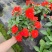 凤仙花，凤仙