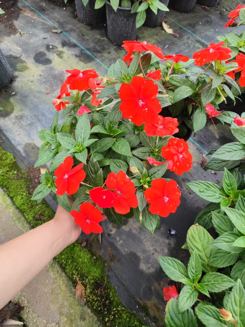 凤仙花，凤仙