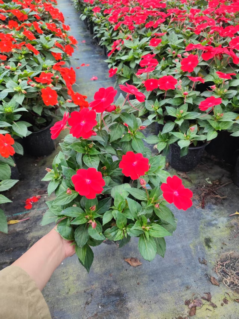 凤仙花，凤仙