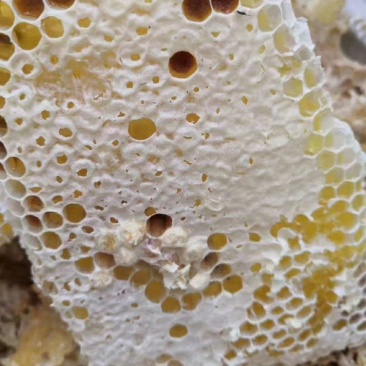 ***龙眼蜜，保证质量，可批发零售