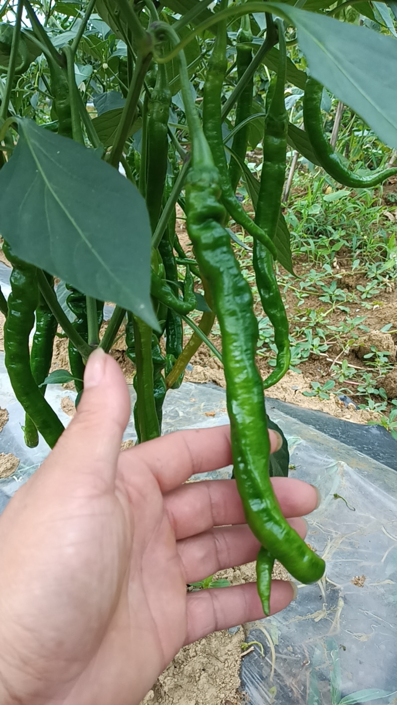 辣椒