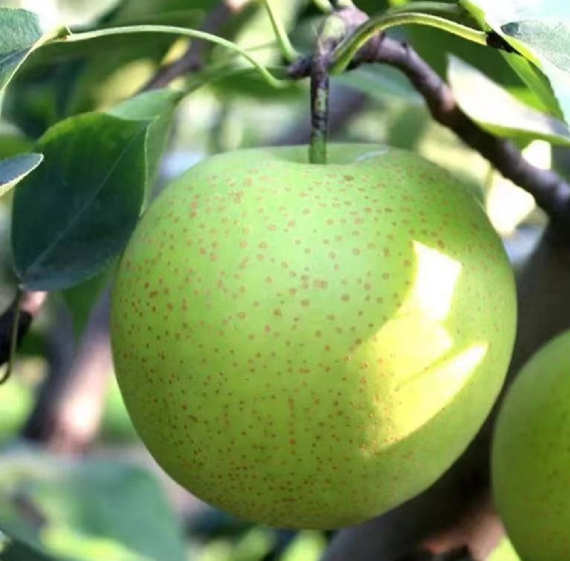 湖北翠冠梨苹果梨蜂糖梨产地大量有货