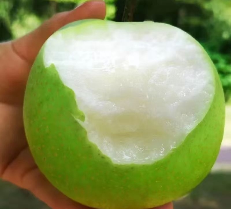 湖北翠冠梨苹果梨蜂糖梨产地大量有货