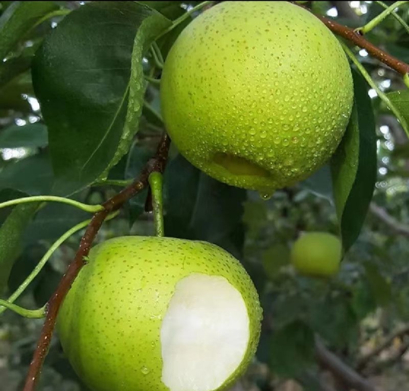 湖北翠冠梨苹果梨蜂糖梨产地大量有货