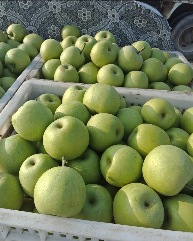 湖北翠冠梨苹果梨蜂糖梨产地大量有货