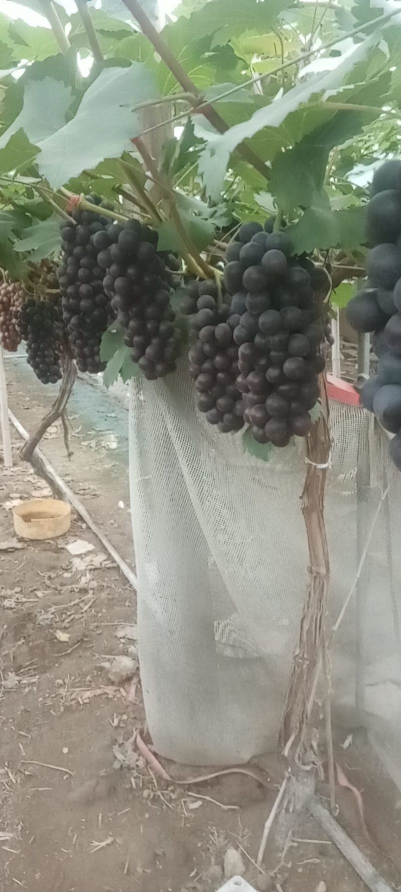 夏黑葡萄