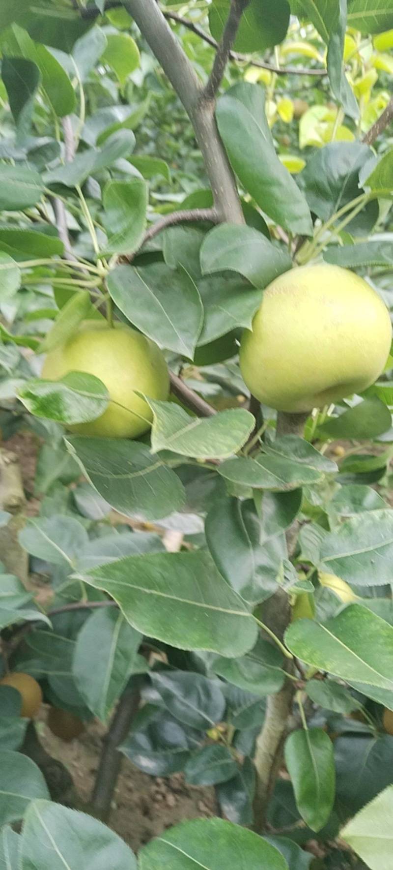 翠玉梨翠冠梨