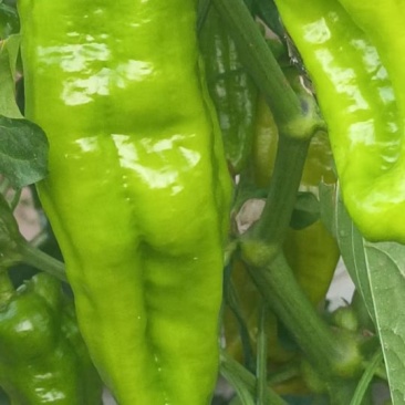 蔬菜代办
