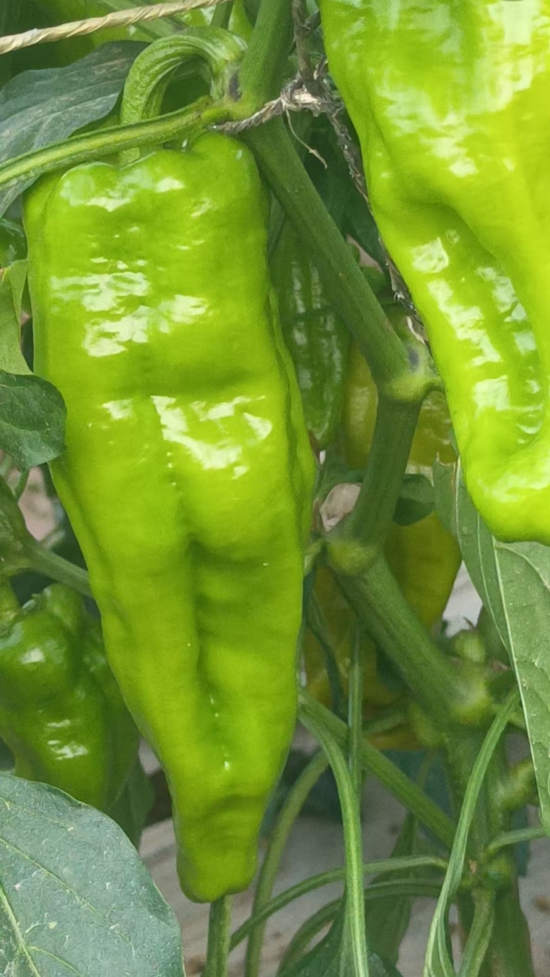 蔬菜代办