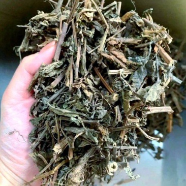 农家自产溪黄草