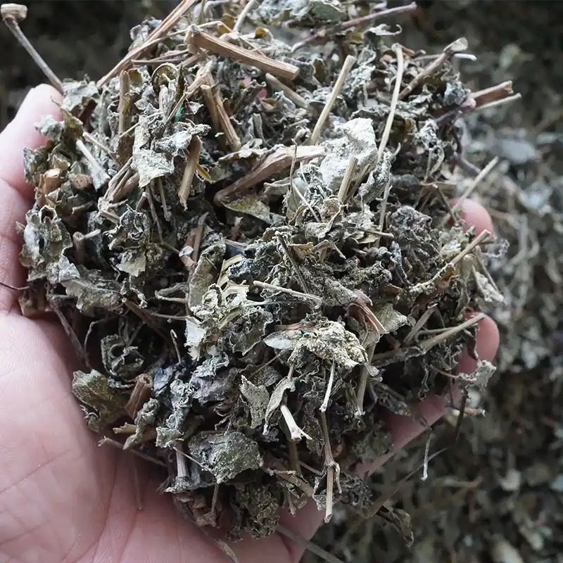 农家自产溪黄草