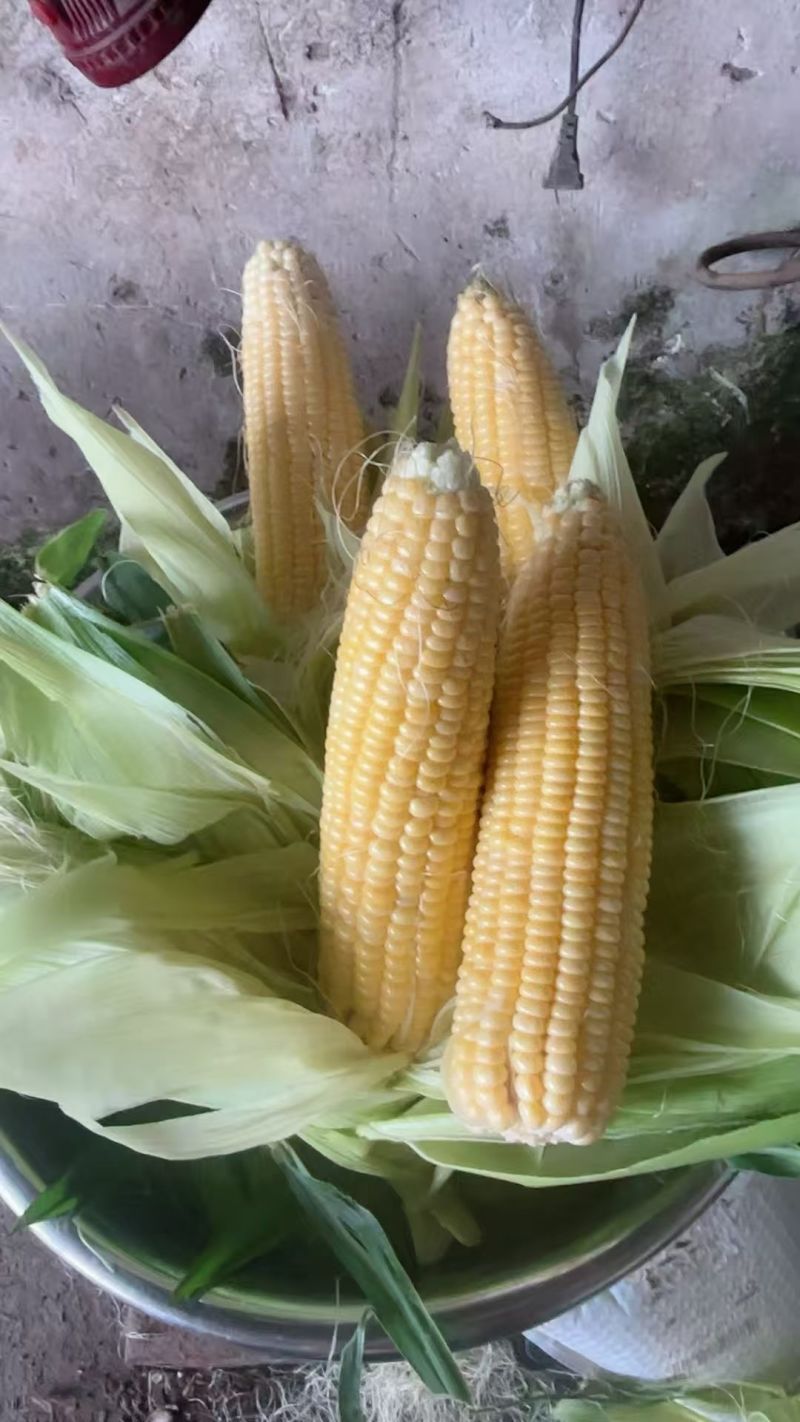 慈溪精品黄玉米