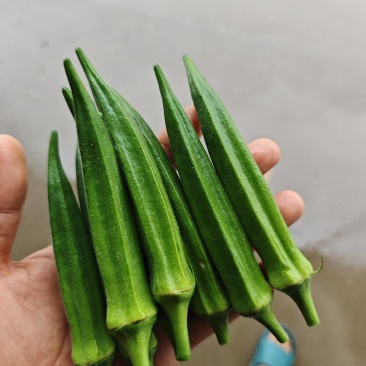山东青岛莱西莱阳秋葵，水果秋葵，卡里吧，蔬菜秋葵