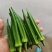 山东青岛莱西莱阳秋葵，水果秋葵，卡里吧，蔬菜秋葵
