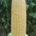 2050年精品811水果玉米，花糯玉米大量上市