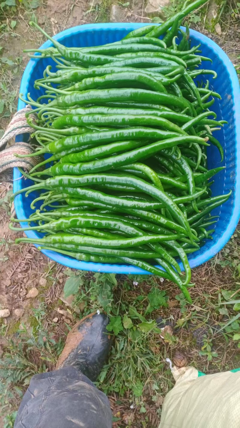 贵州基地线椒大量出货