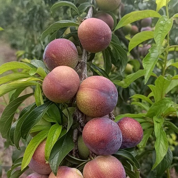 半边红脆李