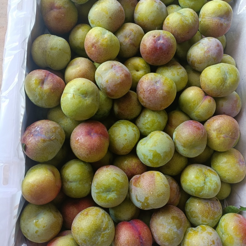 半边红脆李