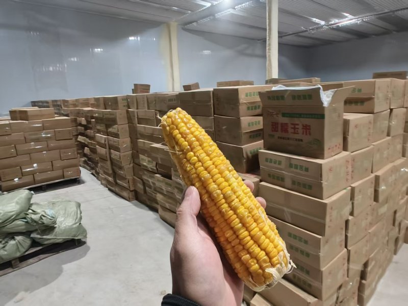 黄糯玉米/冷冻黄糯玉米吉林糯玉米/吉林冻玉米对接全国