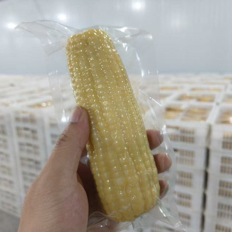 吉林白糯玉米/大白糯/真空包装糯玉米一手货源按需包