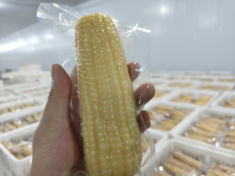 吉林白糯玉米/大白糯/真空包装糯玉米一手货源按需包