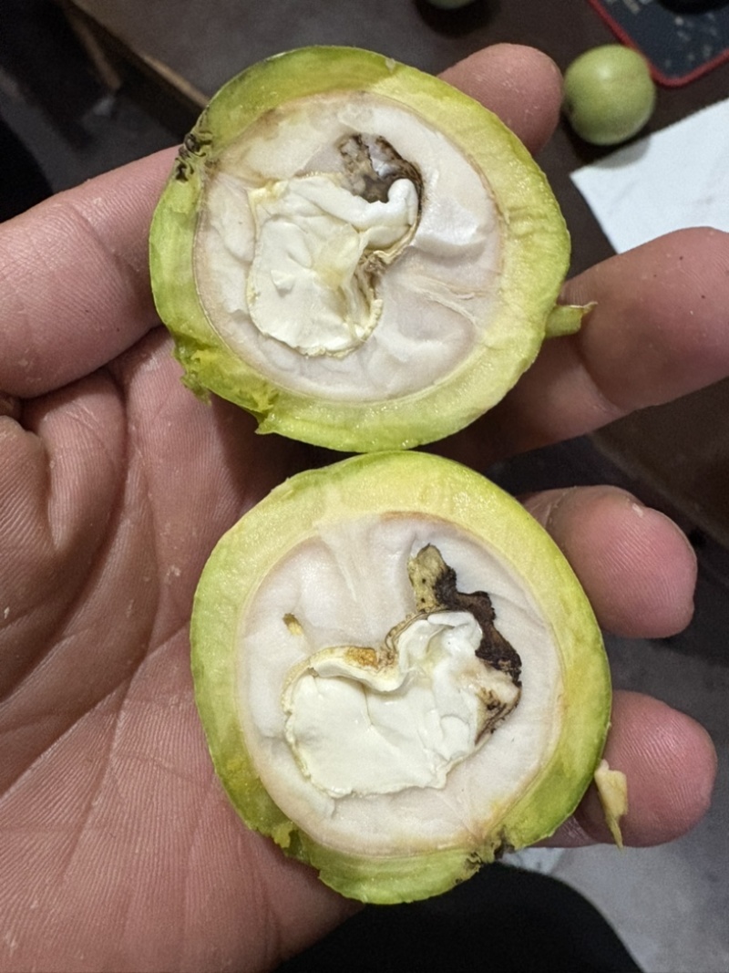 青皮核桃，价格便宜果仁饱满