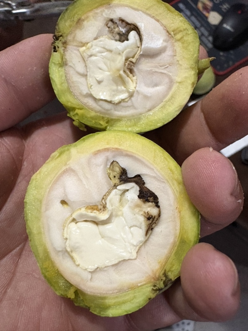 青皮核桃，价格便宜果仁饱满
