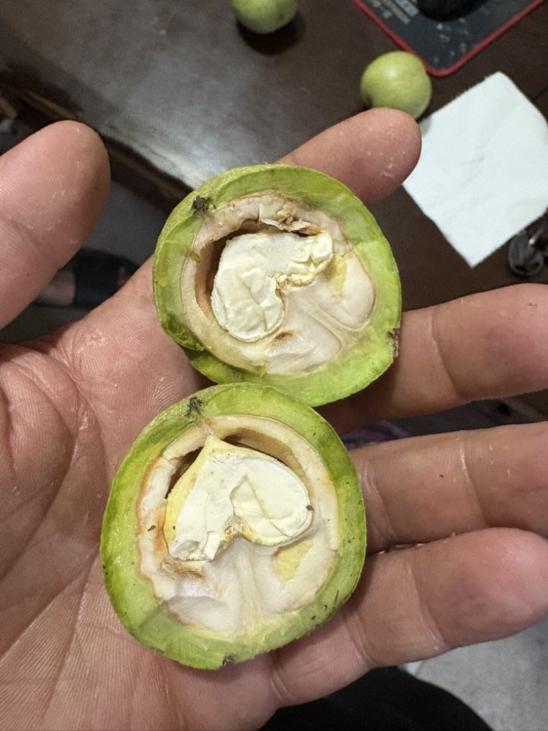 青皮核桃，价格便宜果仁饱满