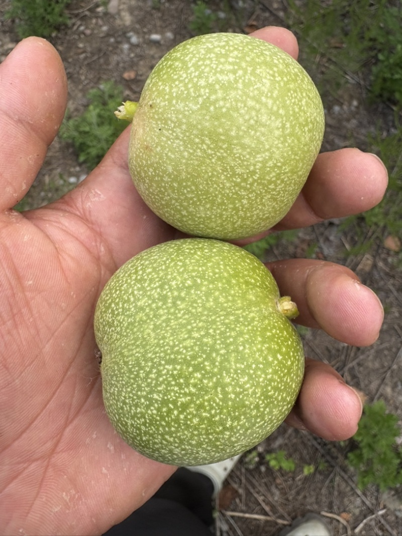 青皮核桃，价格便宜果仁饱满