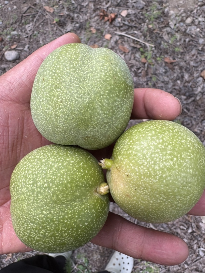 青皮核桃，价格便宜果仁饱满