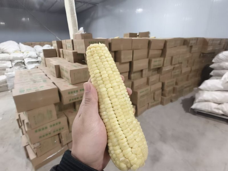 白糯玉米段/冷冻玉米段/吉林白糯玉米可按要求切段