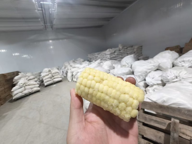 白糯玉米段/冷冻玉米段/吉林白糯玉米可按要求切段