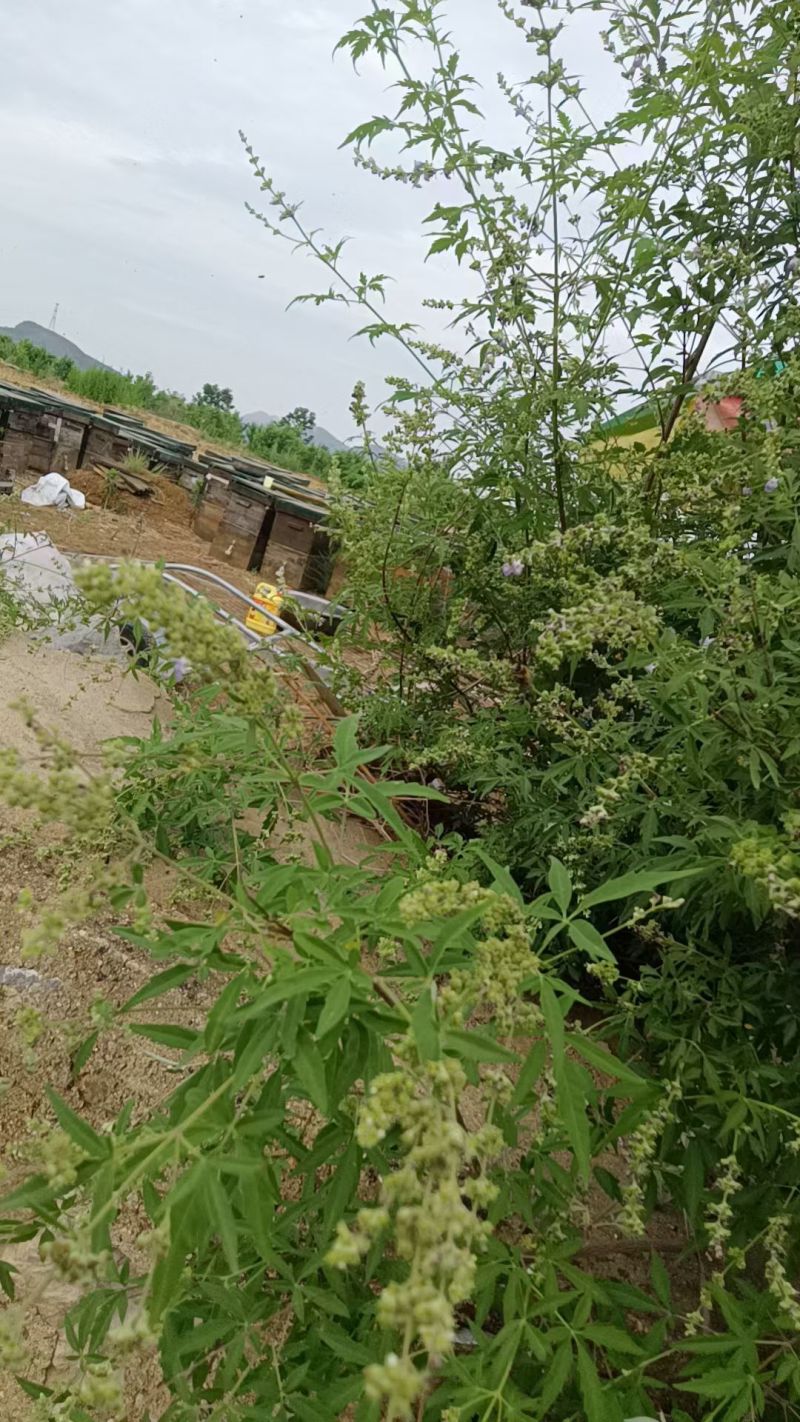 荆条花蜜，***不喂白糖