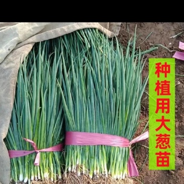 大葱苗