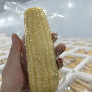 糯玉米/白糯玉米/黄糯玉米/欢迎下单订购