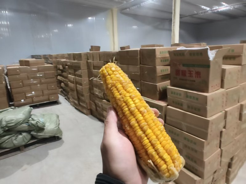 糯玉米/白糯玉米/黄糯玉米/欢迎下单订购