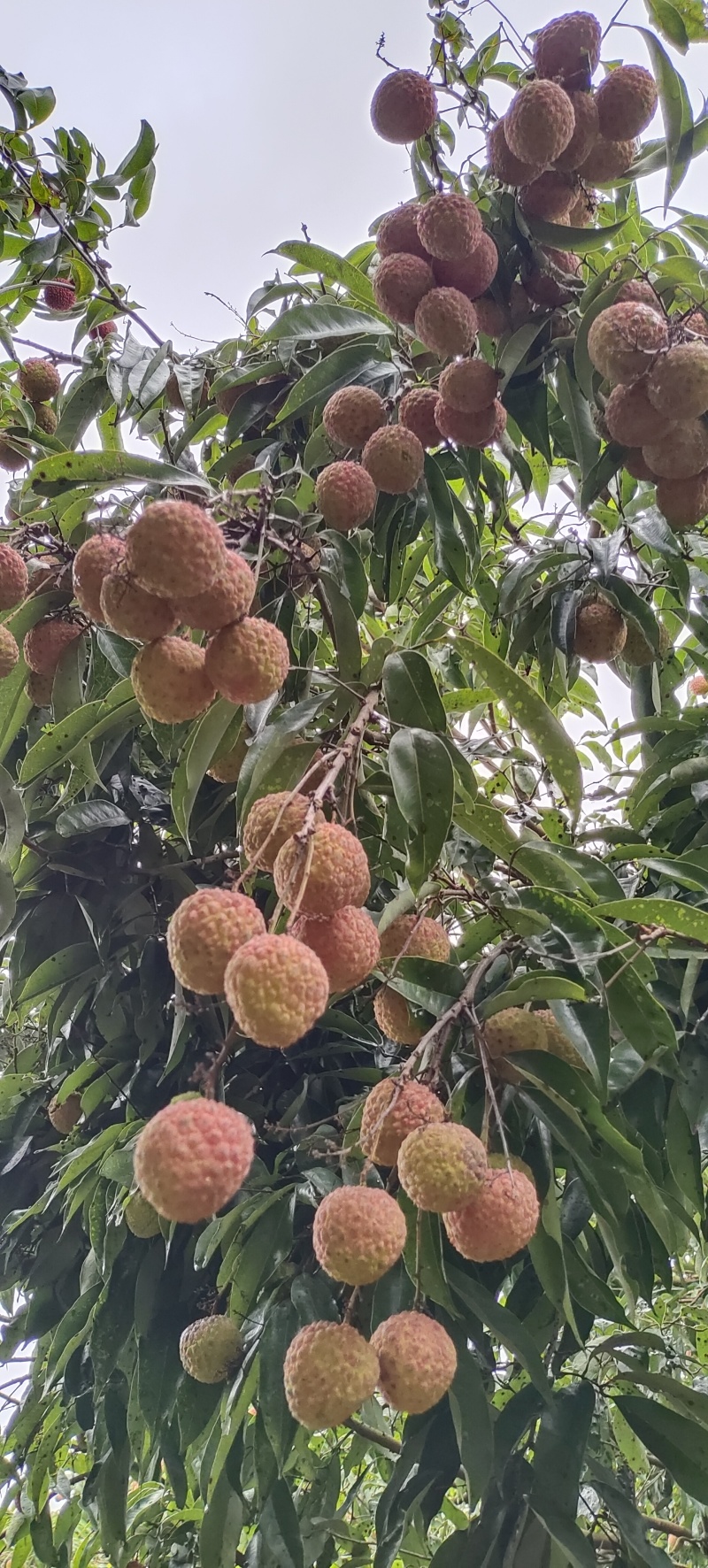广西灵山农户10000斤糯米糍荔枝