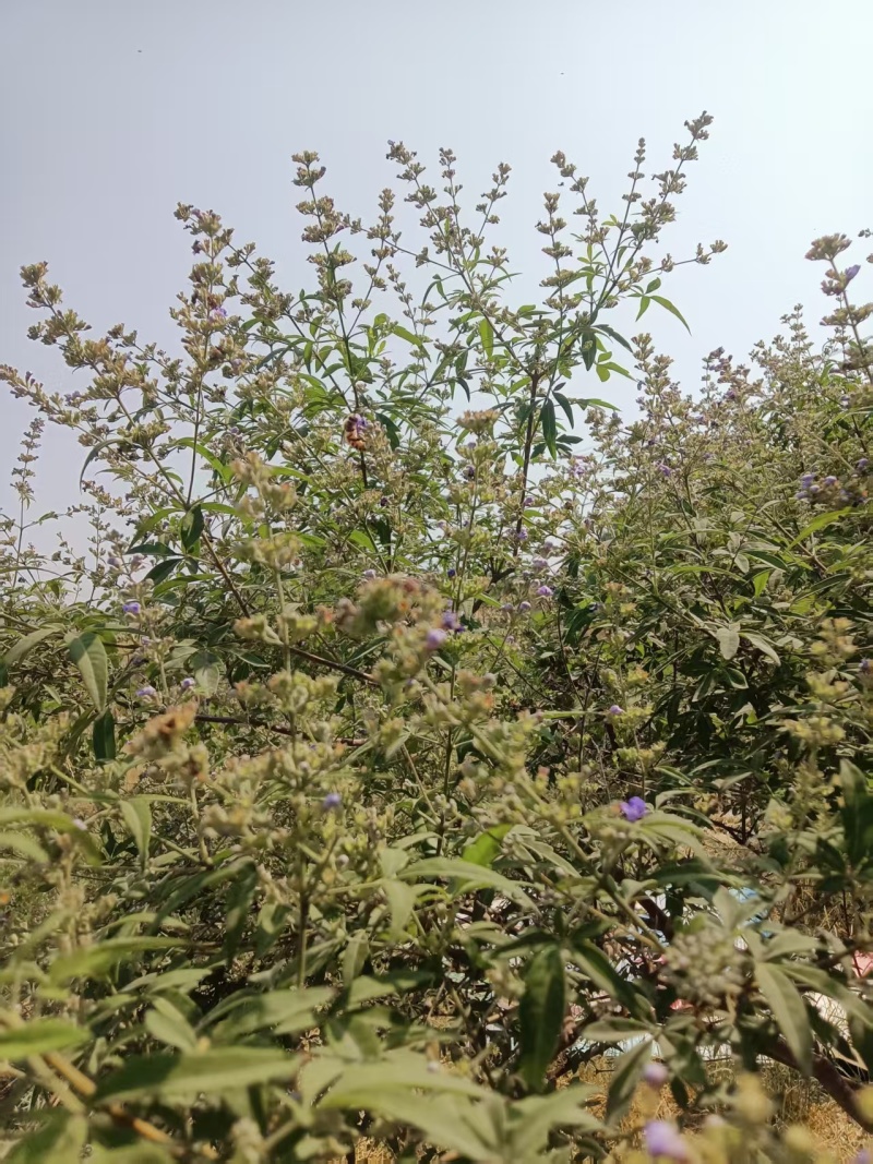 荆条花蜜，***不喂白糖