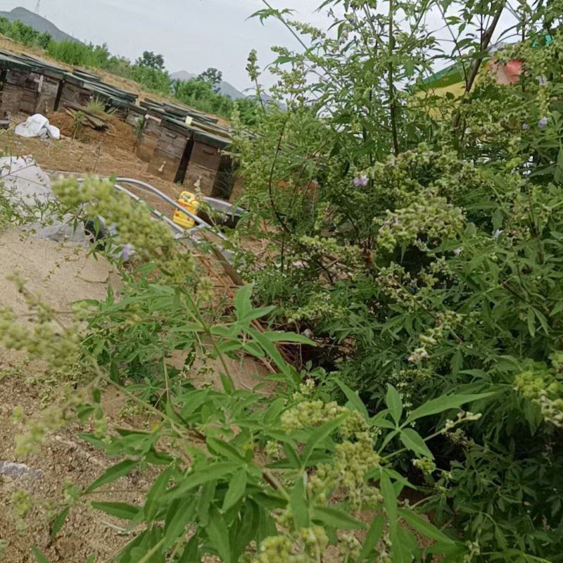 荆条花蜜，***不喂白糖