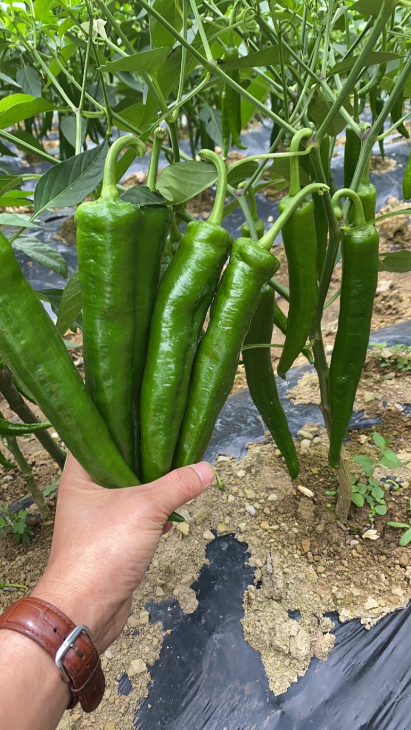 青皮尖椒大量上市，价格便宜