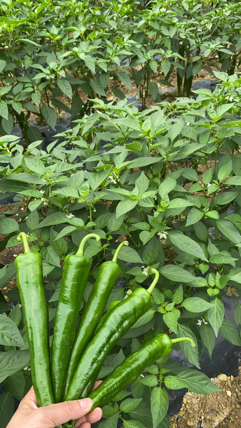 青皮尖椒大量上市，价格便宜