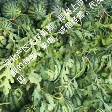 无籽美都