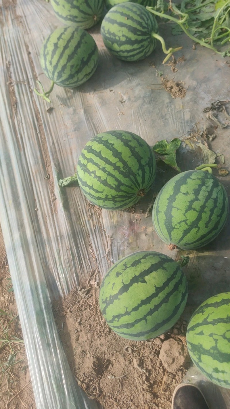 无籽美都